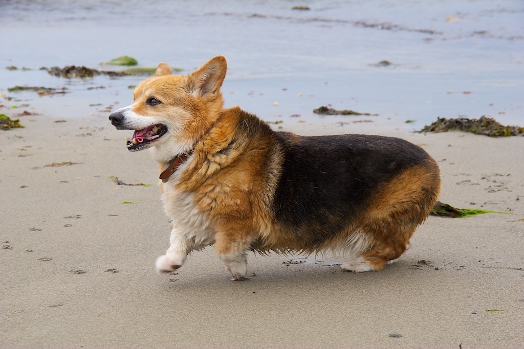 Corgi Barking